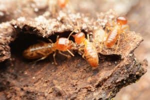 Termite control