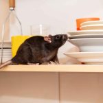Rat crawls in the kitchen on dishes and looking for food.
