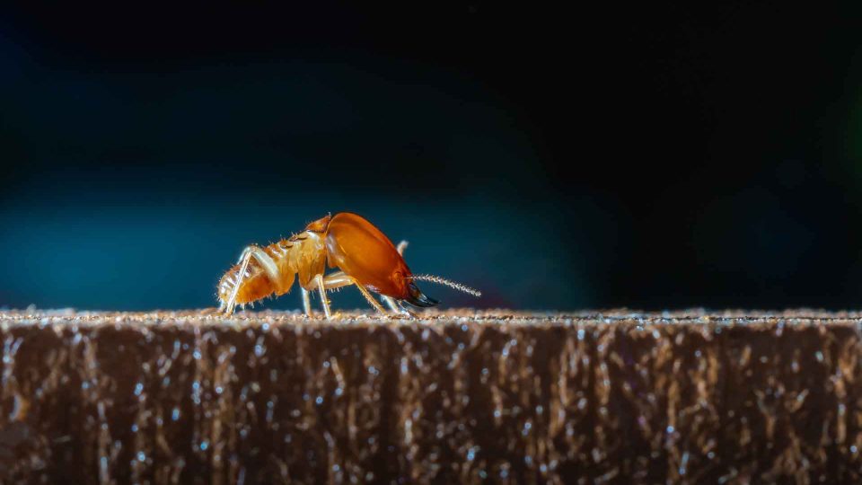 Termitesmacro close up termite on wooden in dark background, home danger